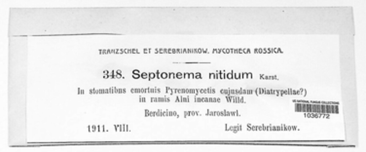 Septonema nitidum image